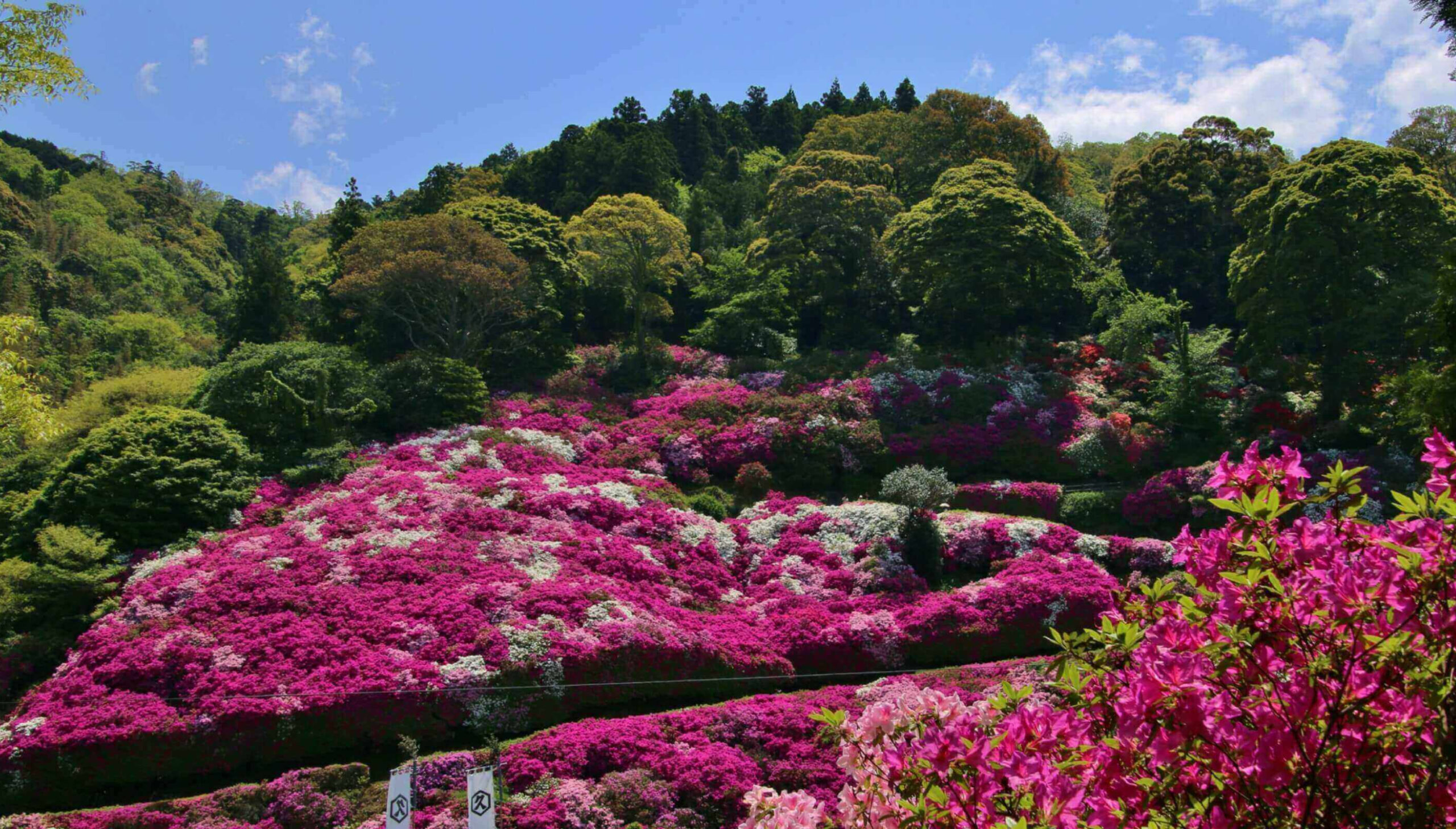 色鮮やかなツツジが一面に咲き誇る丘、緑豊かな森林と青空が背景の風景。